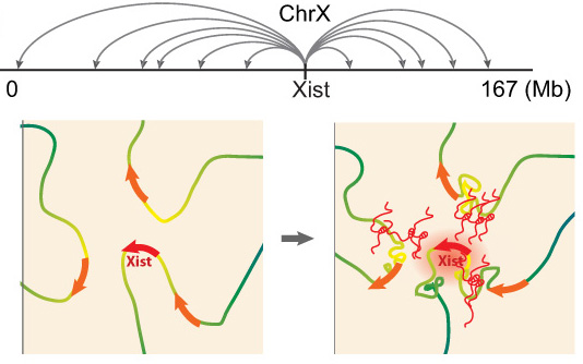 Xist exploits 3D genome organization to spread across the X