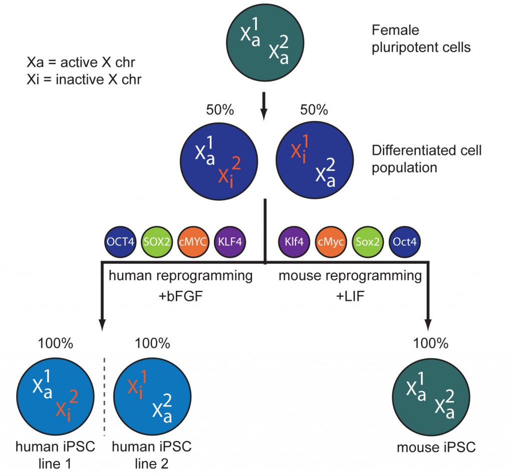 The inactive X does not reactivate during human cell reprogramming