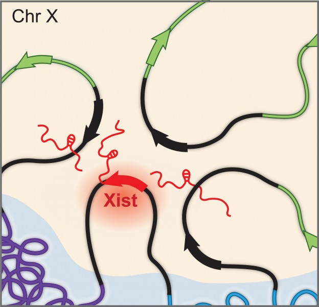 Xist RNA spreading across the X chromosome