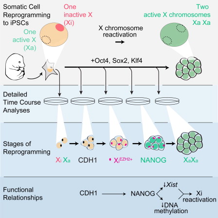 X-chromosome Reactivation Dynamics during Reprogramming